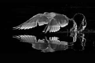 Gull