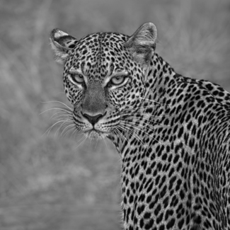 Leopard (2)