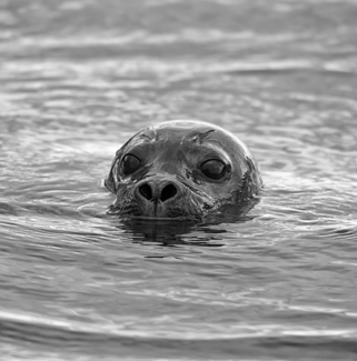 Seal