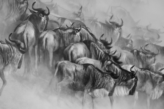 Wildebeest Migration