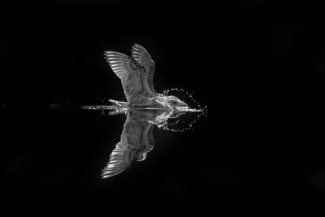 Landing Gull