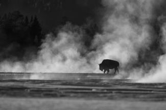 Thermal Bison