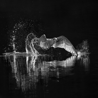 Water Rings