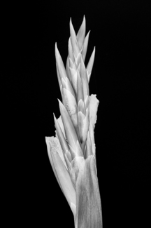 Gladiola