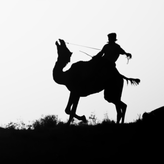 Sunset Camel