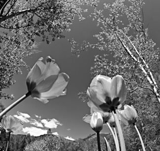 Tulips