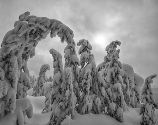 Frozen Forest