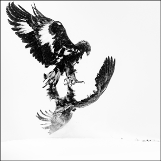 Eagle fight