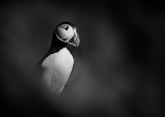 Puffin