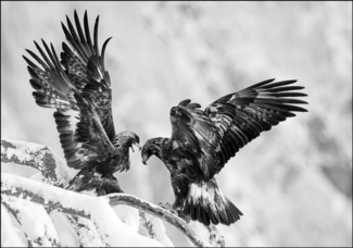 Eagle fight