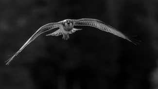 Osprey