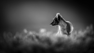 Arctic Fox