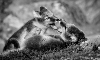 Fox fight