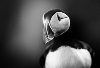 Puffin