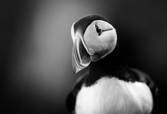 Puffin
