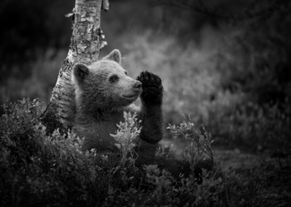 Bearcub