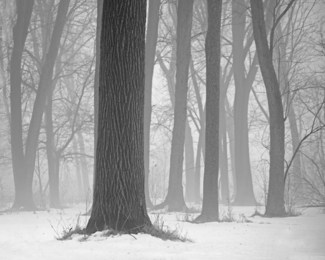Deep Forest