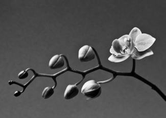 Orchid
