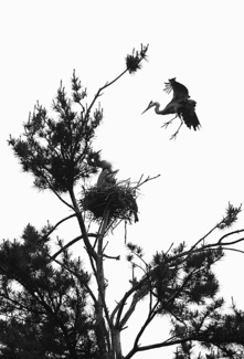 Heron returning to nest