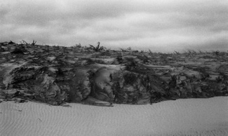Beach Grass