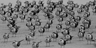 Avian Army