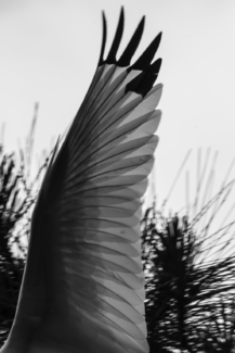 Wing