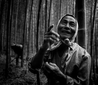 Bamboo Farmer
