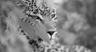 Leopard (2)