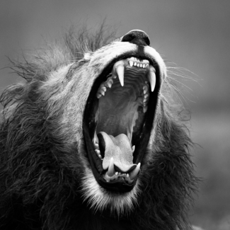 Male Lion