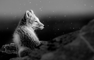 Arctic fox