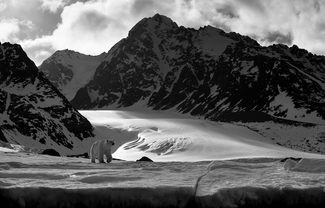 Polar Bear (1)