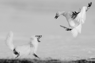 Duel