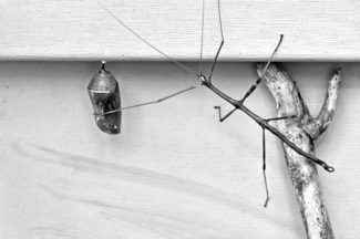 Probing