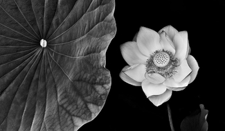 Lotus series #1