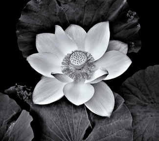 Lotus series #2