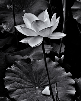 Lotus series #3