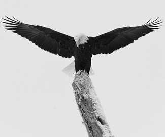 Bald Eagle (2)