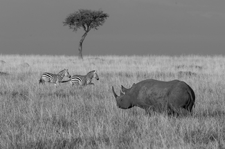 Black Rhino (1)