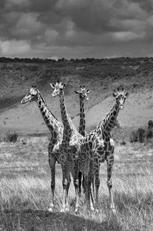 Giraffe Flower