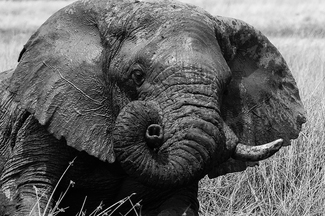 Twisted Trunk