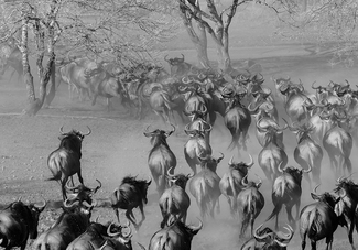 Wildebeest Stampede