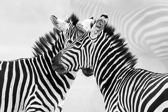 Zebras