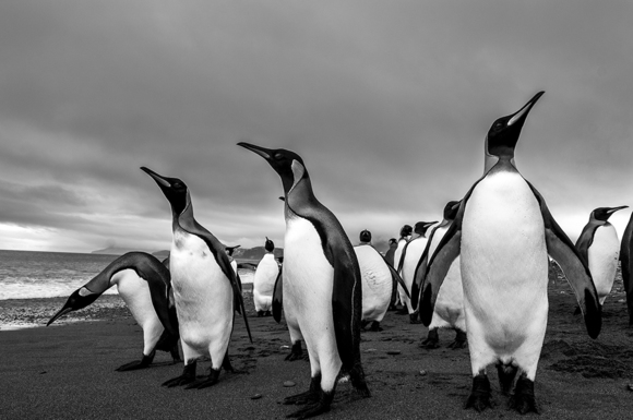 King Penguins