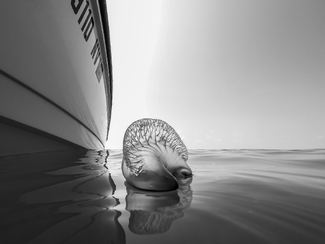 Portuguese Man-of-War