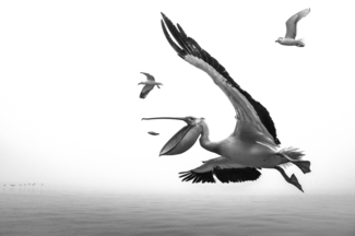 Pelican