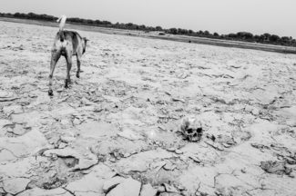 Skull and Dog