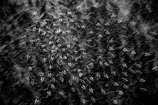 Sunflower seeds. #3
