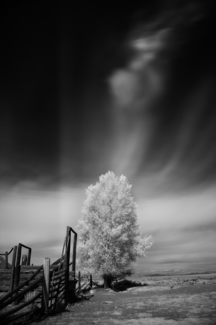 Angel Tree