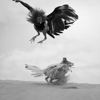 cock fighting 1