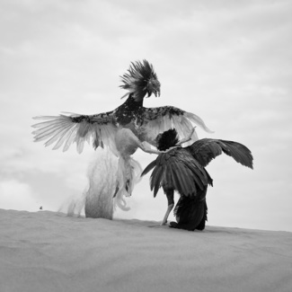 cock fighting 2